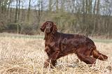 SETTER IRLANDAIS 408